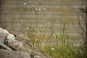 The grass that grows on the cement photo