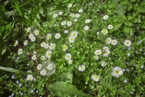 Many Daisies in Spring Garden photo