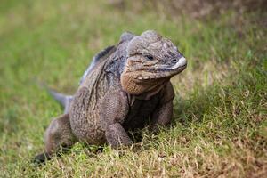 Grey Iguana in Dominican Republic photo