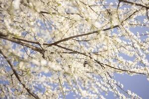 Blossoming Tree Against Blue Sky photo