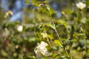 Detail of the plant of roses in autumn photo