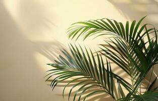 Palm Tree Casts Shadow on Wall photo