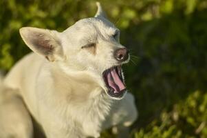 Small dog yawning. photo