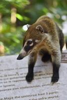 Portrait of a Coati in its natural environment photo