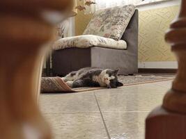 Domestic Grey Cat Resting in the Living Room photo