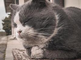 Gray and White Cat Laying on Wooden Bench photo