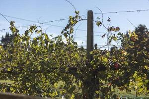 Vineyard in autumn photo