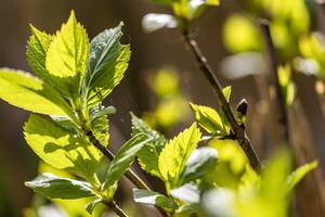 cerca arriba de verde hoja en un árbol foto