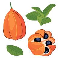 Ackee , Blighia sapida, ackee. Tropical fruits are the national symbol of Jamaica. illustration in flat style. vector