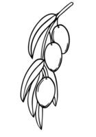 gráficamente representando un rama de un aceituna árbol. maduro bayas para aceituna petróleo etiqueta. elemento de un marca comercial, logo. blanco fondo, monocromo ilustración. grabado. vector