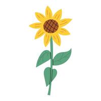 Sunflower. illustration in flat style. White isolated background. vector