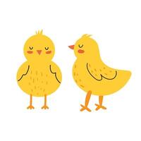 Cute little chick. Newborn chicken in the hand drawn style. Domestic bird. Farm animal. White isolated background. vector