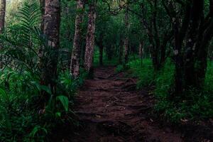 un camino mediante un bosque con arboles y plantas foto