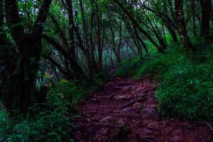 Fantastic hiking trail on the mountain photo