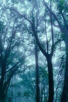 a forest with trees and a bench photo