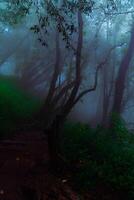 a path through a forest with trees and fog photo
