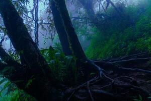 a trail in the rainforest with trees and plants photo