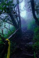 a yellow rope tied to a tree in the middle of a forest photo