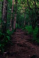 a dirt path in the woods photo