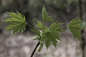 spring plant photo