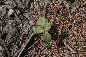 spring plant photo