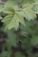 early spring plants photo