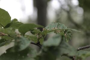 early spring plant photo