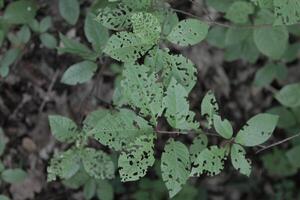 early spring plant photo