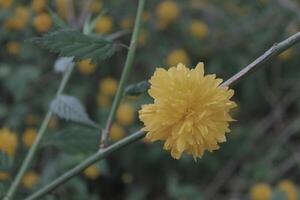 early spring flower photo