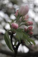 early spring flowers photo