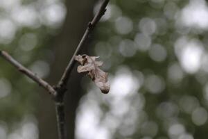 early spring plants photo