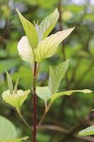 early spring plants photo