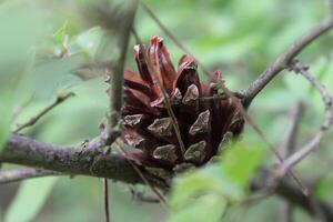 early spring plants photo