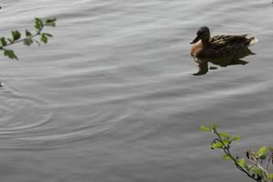 naturaleza antecedentes foto