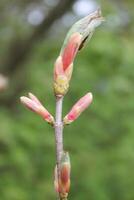 early spring plants photo