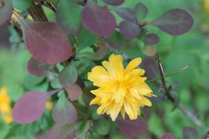 early spring flower photo