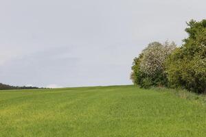 early spring field photo