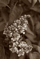 early spring flowers photo