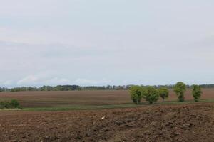 spring field photo