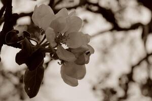 early spring flowers photo