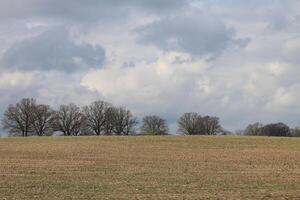 early spring field photo