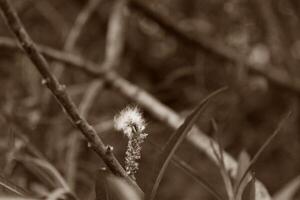 early spring plant photo