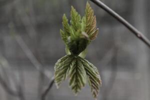 spring plant photo