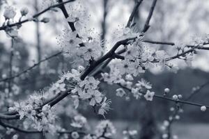 early spring flowers photo