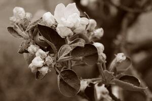 flores de primavera temprana foto