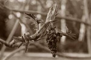 spring plant photo