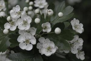 flores de primavera temprana foto