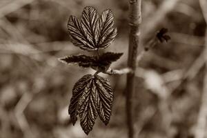 spring plant photo