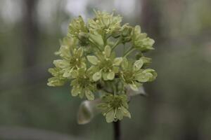 spring flower photo