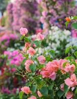 Bougainvillea blossom or paper flower photo